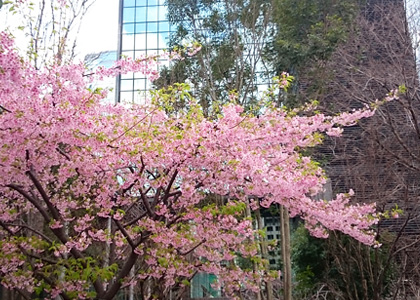 東京の河津桜